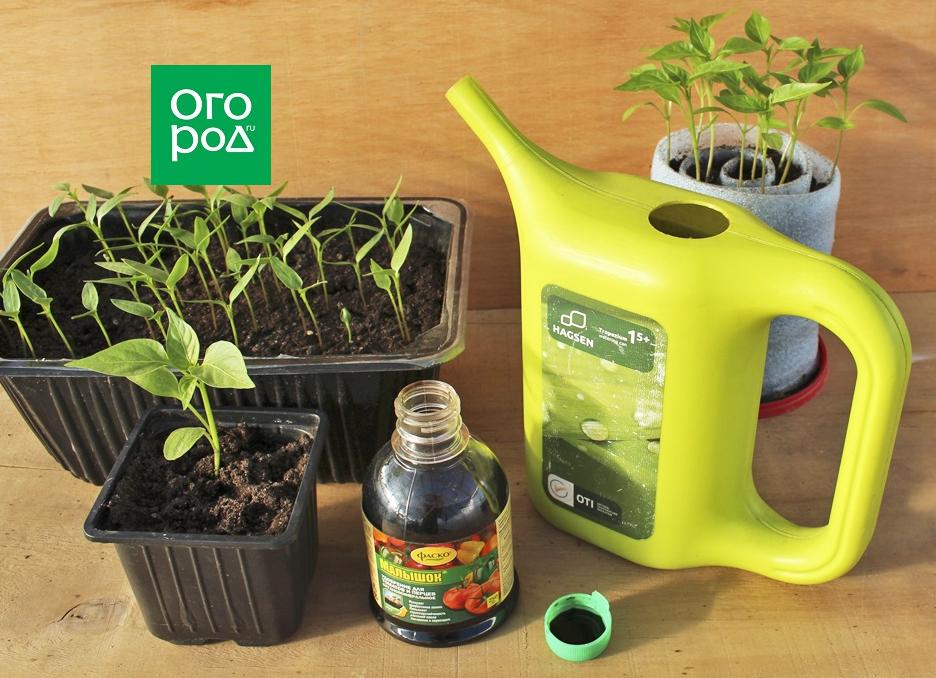 Чем подкормить рассаду перца и как это делать